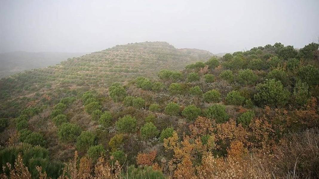 Tam 27 ilde resmen yasaklandı! Ormanlara giremeyeceksiniz - Resim: 13